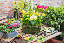 Yellow Blooming Daffodils And Tulips Cultivated In Mossy Basket Standing On Balcony Table Surrounded By Other Plants