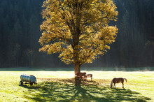 Two Cows And Horse Grazing Under Lone Autumn Tree At Dawn