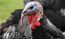 Close-up Portrait Of A Tom Turkey On A Blur Background. Thanksgiving Day