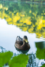 Portrait Of Duck Swimming In Lake