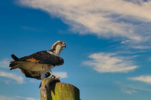 Low Angle View Of Eagle Perching On Wooden Post