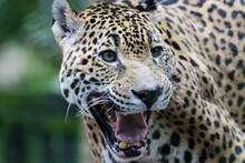 Jaguar Cat Close-up Head Mouth Open