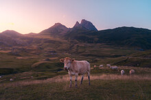 Cows Grazing On Pasture Near Mountains