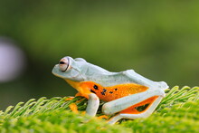 Close-up Of Frog On Field
