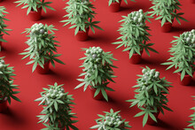 Three Dimensional Pattern Of Potted Cannabis Plants Standing Against Red Background
