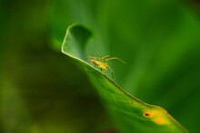 Closeup View Of Spider Isolated On Green Leaf