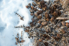 Pine Cones Spread Out On A Ground