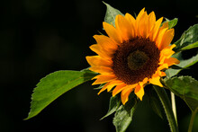 Closeup Of A Sunflower Under The Lights Isolated On A Black Background