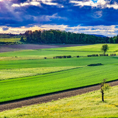 Wall Mural - Beautiful  scene a green pasture land, trees forest and a blue cloudy sky on the horizon