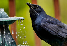 Large Black Bird After Drinking At The Fountain.