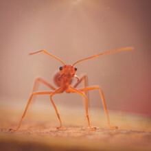 Close-up Of Ant