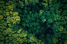 Drone Shot Of Fresh Green Plants
