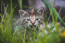 Young Newborn Cat Walks In The Tall Grass And Demands His Attention. Blue-eyed Cuckoo In Green
