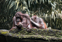 Old Orangutan Looking For Lice From His Friend's Body On The Big Stone