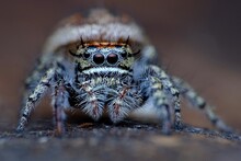 Close-up Of Spider