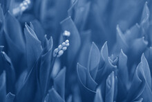  Dreamy Magic Spring Flower Buds In Grass Leaves. Natural Eco Floral Blue Background Nature