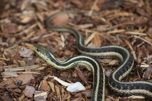 Close-up Of Garden Snake