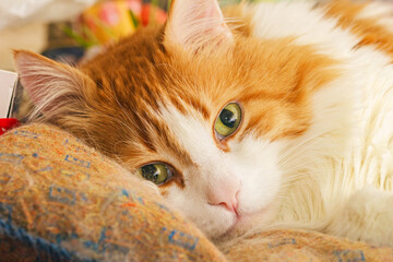 Adult ginger cat portrait in camera lying down