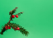 Yew Branch With Red Berries On Green Background