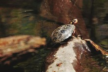 Close-up Of Turtle On Rock