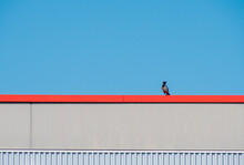 Raven Bird On Railing Against Clear Blue Sky