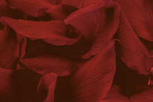 Full Frame Shot Of Red Flowering Plant