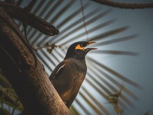 Low Angle View Of Myna Bird Perching On Branch