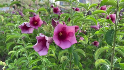 Canvas Print - Purple flower in outdoor garden