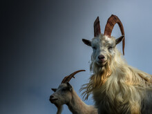 A Portrait Of Two Kashmiri Goats From Llandudno, North Wales