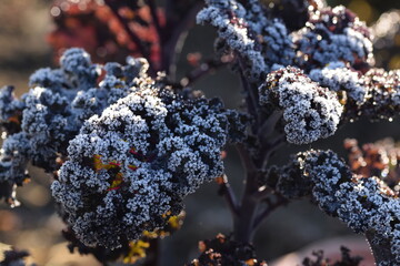 Wall Mural - Hoarfrosted red cale leaves in autumn or winter garden, winter garden vegetables.