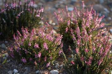 Wall Mural - Heather garden with pink calluna vulgaris flowers, bokeh, selective focus.