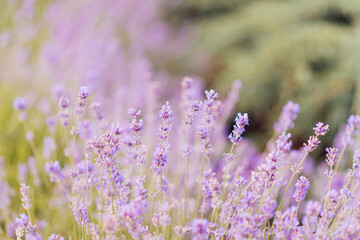 Canvas Print - Panorama of lavender field morning summer blur background. Summer lavender. Floral background. Shallow depth of field	