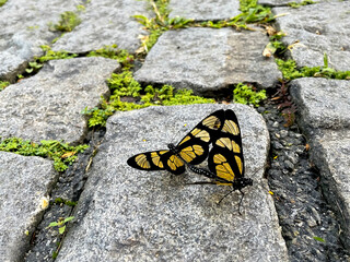 Two yellow and black butterflies copulating on cobblestone street floor