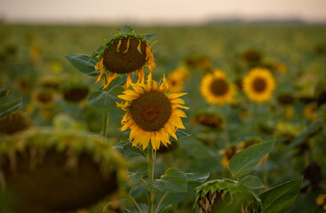 sunflower on the field at sunset