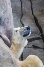 Polar Bear Hiding Behind A Rock
