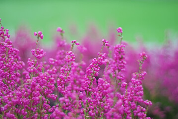 Pink natural blooming heather flowers on floral green background