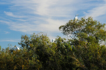 Wall Mural - Henderson Bird Viewing Preserve, Henderson, NV.