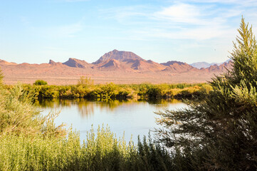 Wall Mural - Henderson Bird Viewing Preserve, Henderson, NV.