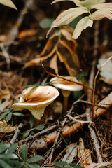 two mushrooms in the forest floor, 2 white toadstools growing in the woods 