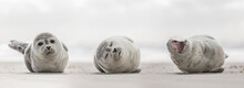 Drei Kleine Robben Am Strand