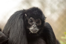 Close-up Portrait Of Cute Spider Monkey Looking Away