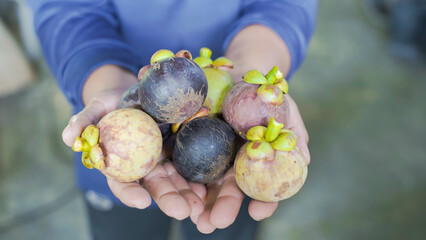 Fresh ripe mangosteen fruit from the garden with natural background Thailand