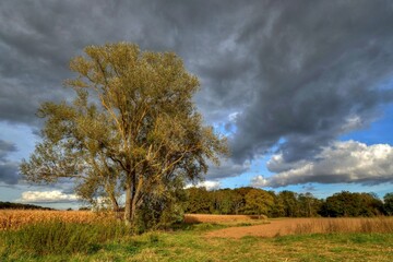 Wall Mural - Paysage et arbre sous un ciel d'orage.