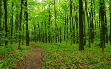  Forest trees in spring