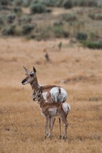 Female Pronghorn Antelope And Baby In Yellowstone National Park, Montana