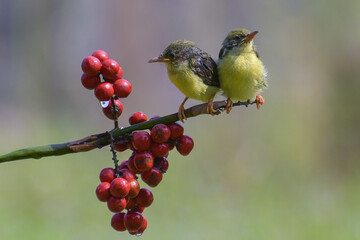 Wall Mural - Young olive backed sunbird waiting to be fed