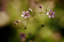 Small Pink Flowers In Green Grass On Green Defocused Background