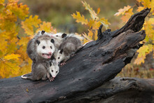 Virginia Opossum (Didelphis Virginiana) Adult Mouth Open Joeys Huddle Underneath Autumn