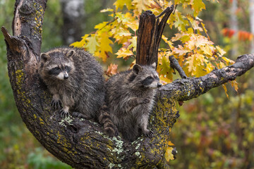 Raccoons (Procyon lotor) Sit Together in Tree in Rain One Paw Up Autumn