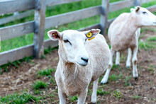 Beautiful Short Wool Shaved Sheep